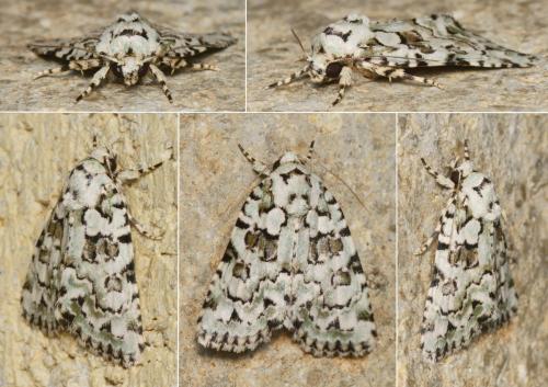 Réf. 263 944 : Nyctobrya muralis